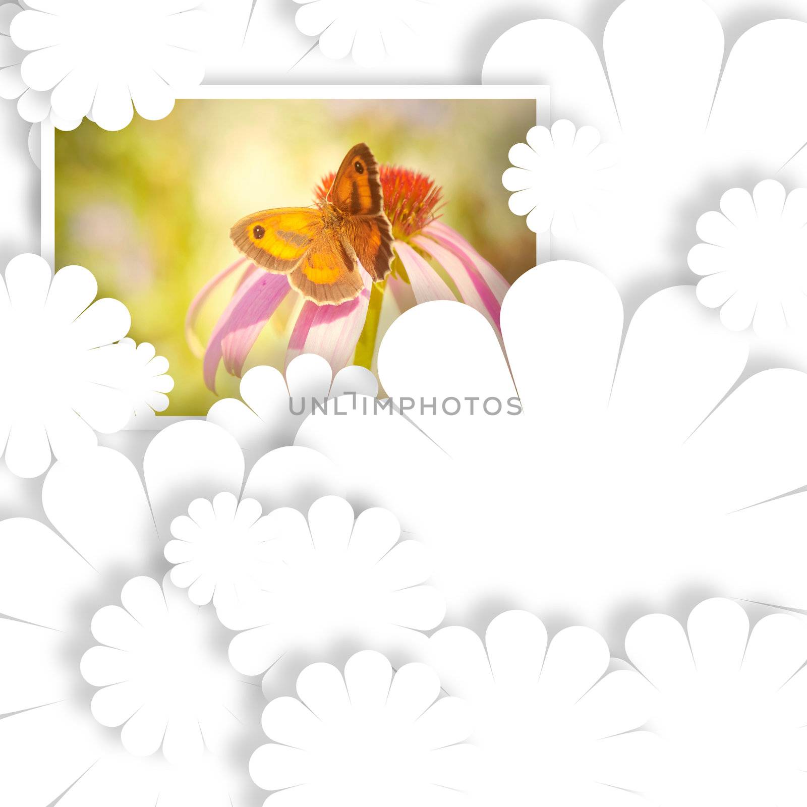 white background with floral shapes and butterfly photo