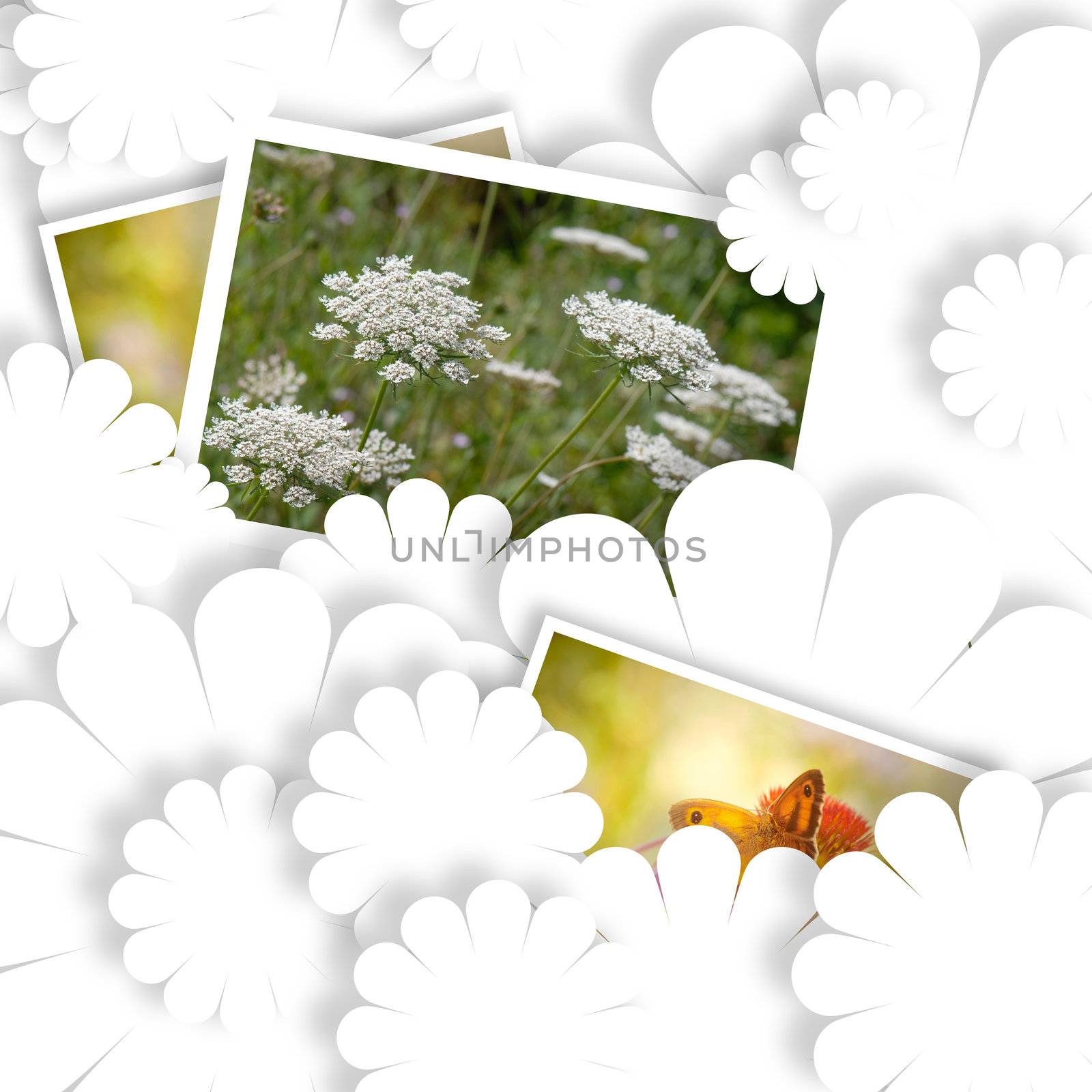 white card, summer country photos white background
