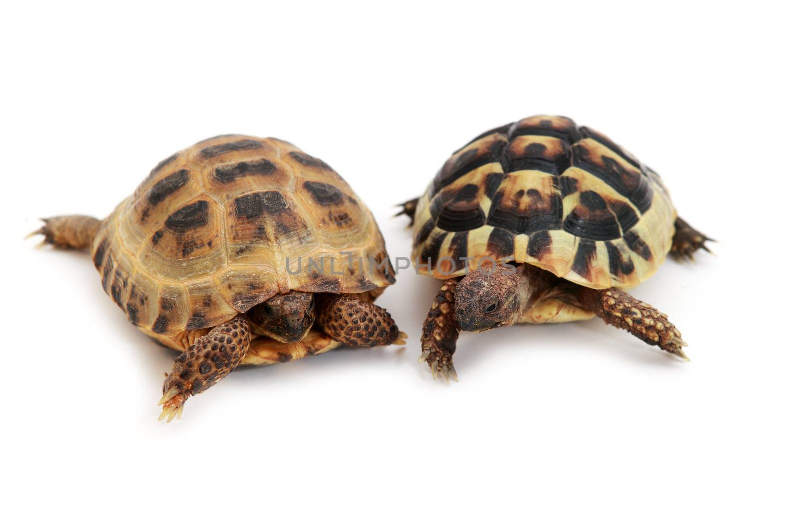 Russian tortoise and Hermann's tortoise on white by catolla