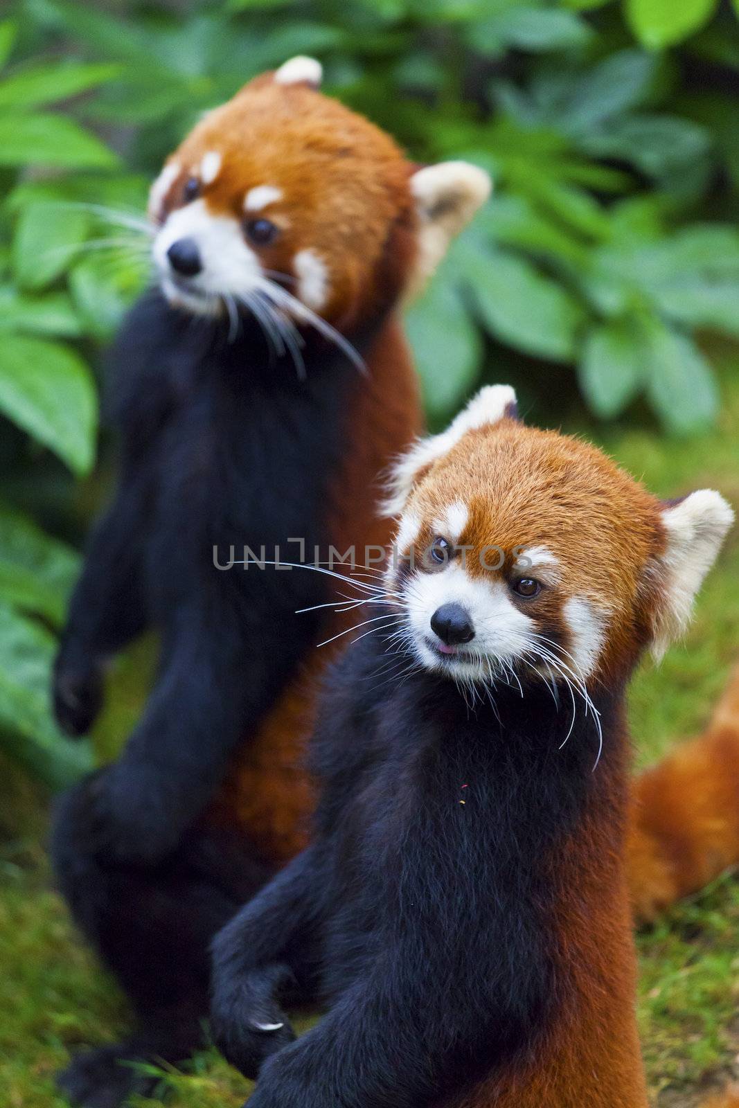 Little red panda, endangered species