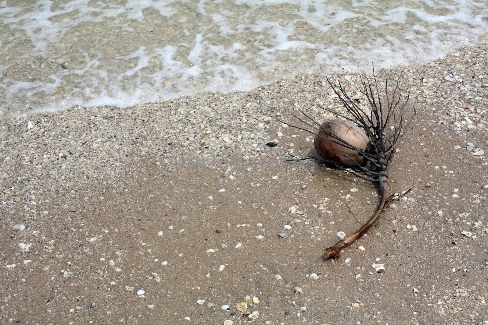 Coconut waste on the beach by phanlop88