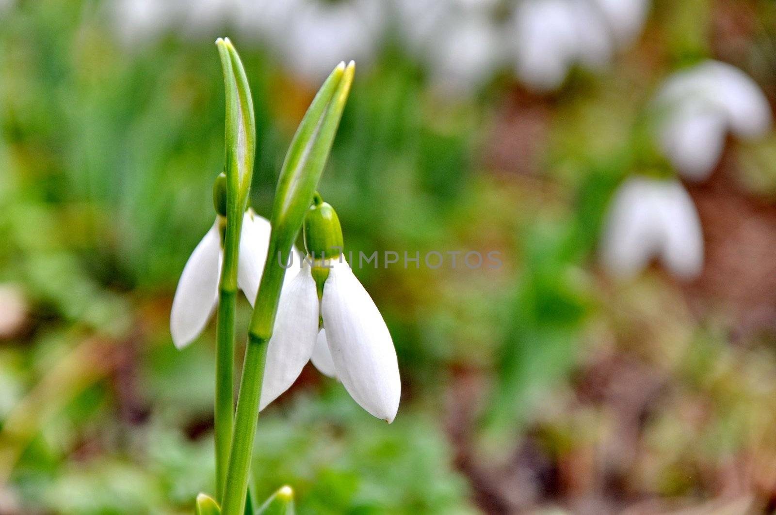 Snowdrops with natural background by anderm