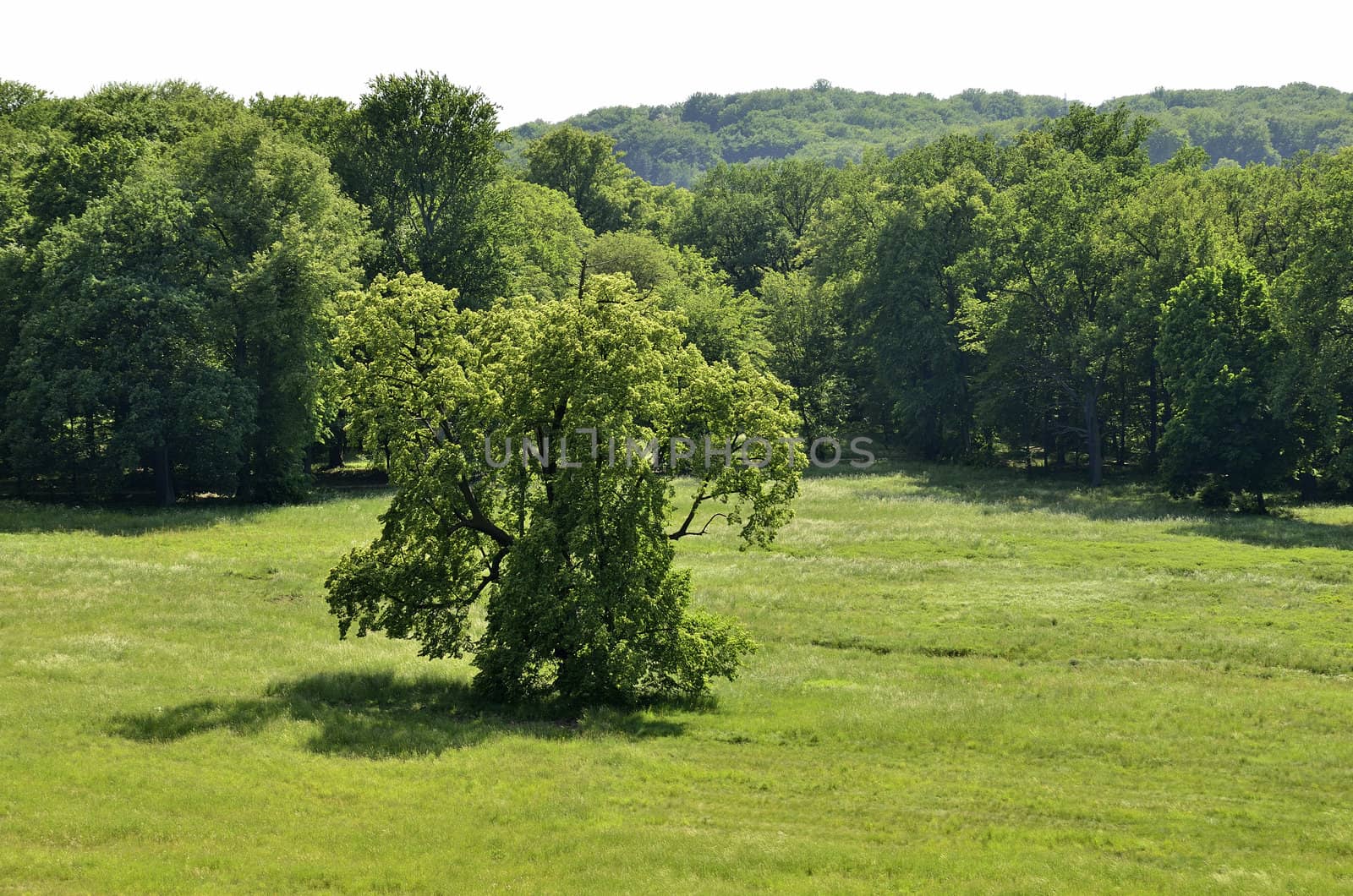 The photo shows Bad Muskau - Muskauer Park - view from walking path