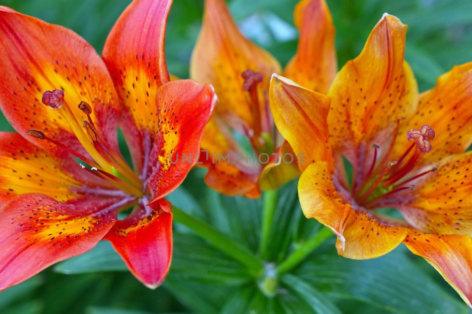 Asiatic beautiful garden tiger lilies  in natural light.