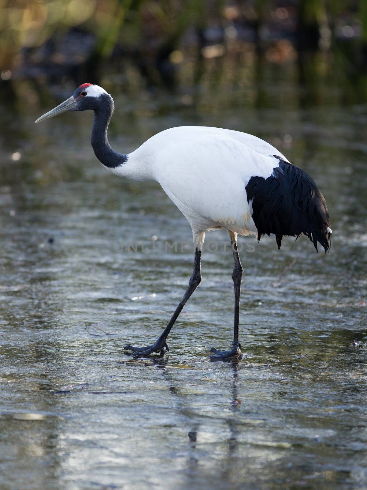 Red-crowned Crane or Japanese Crane by michaklootwijk
