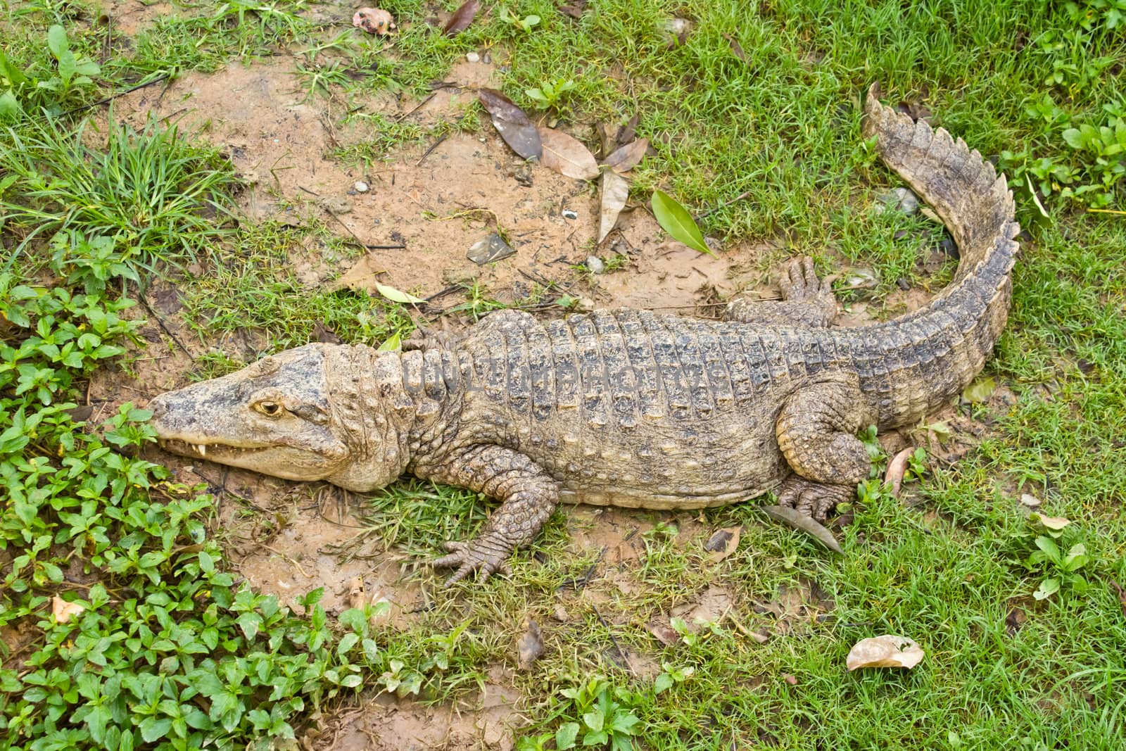 young crocodile is resting on the grass