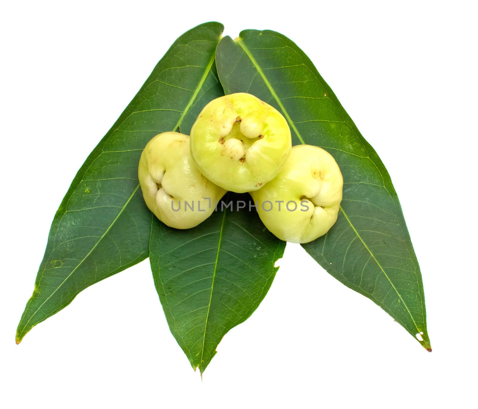 Rose apples or green chomphu on white background