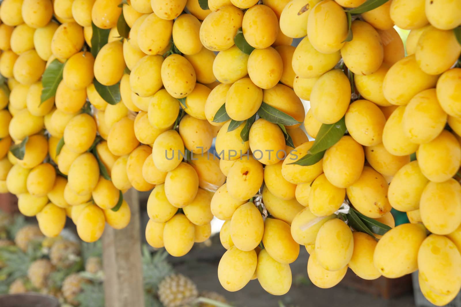 Marian plum or Maprang-tropical fruit in Thailand