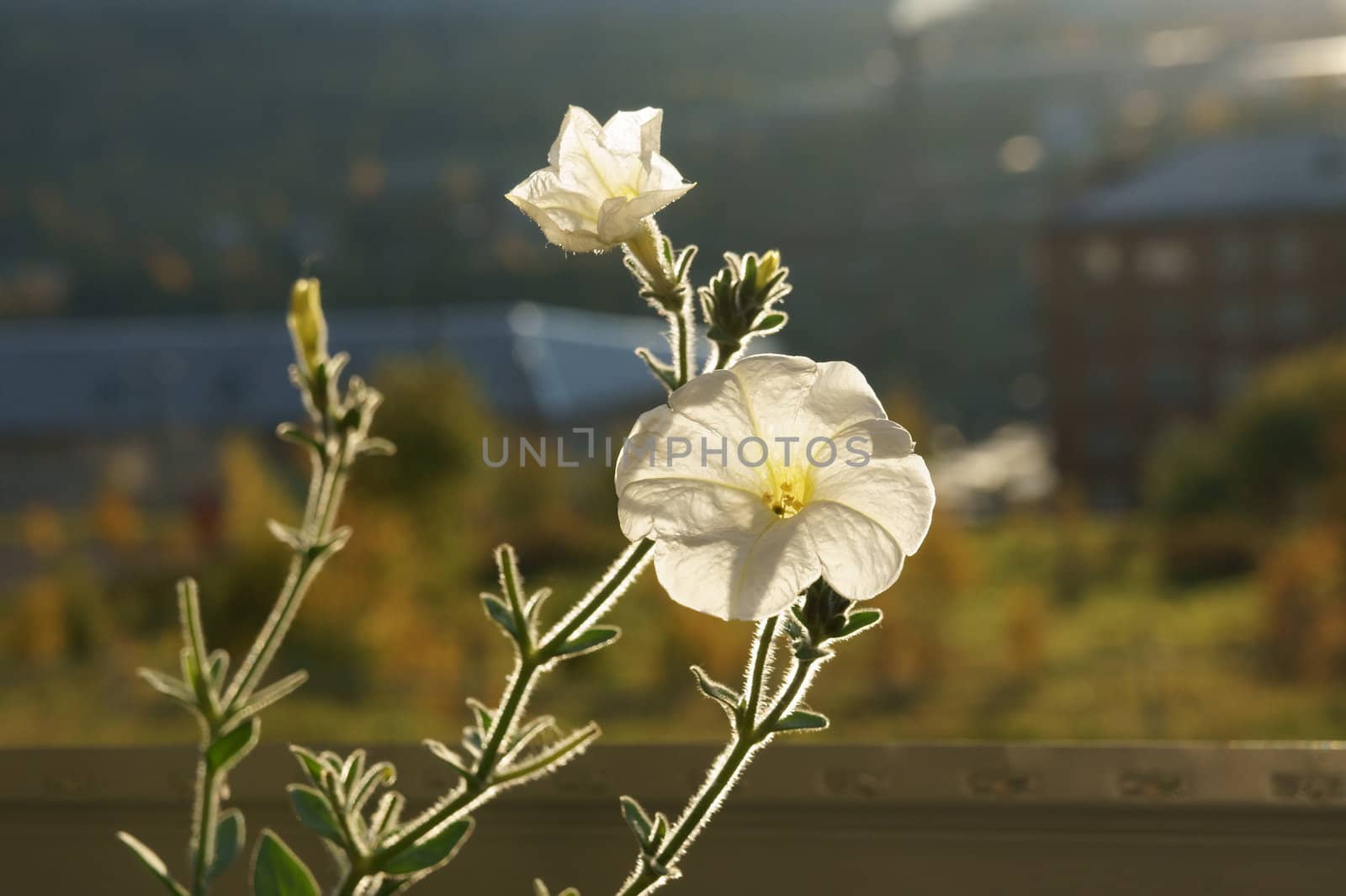 White petunia flower on the background working settlement in the late autumn.