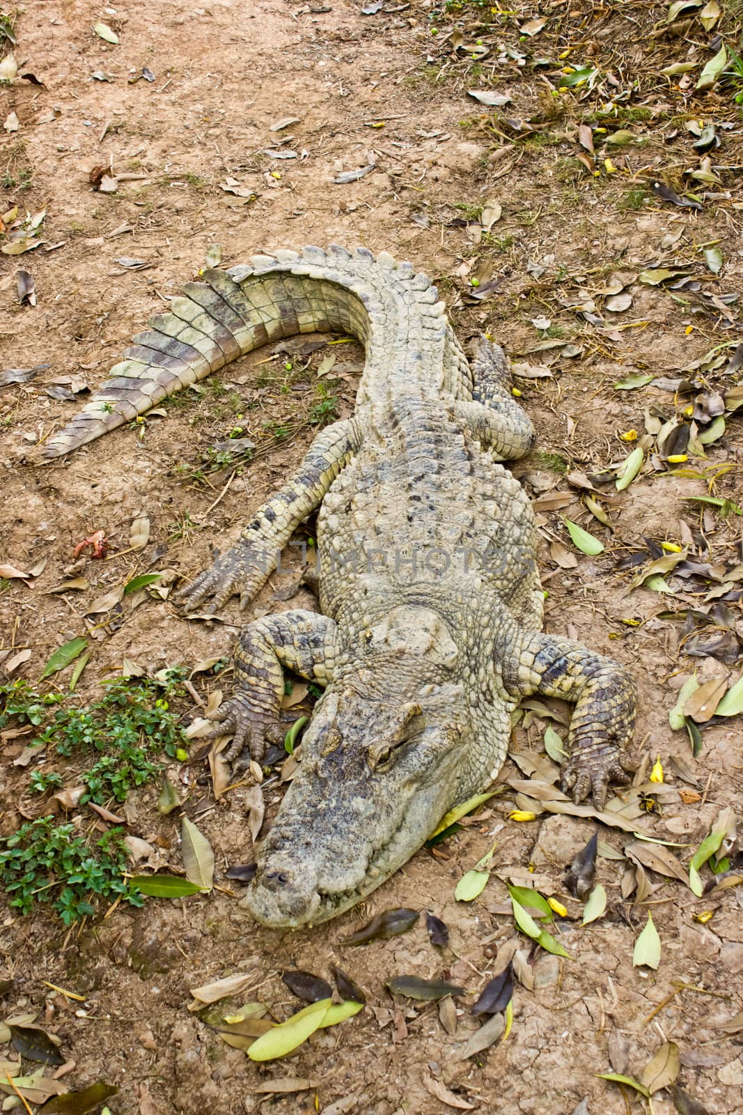 a crocodile is resting on the grass