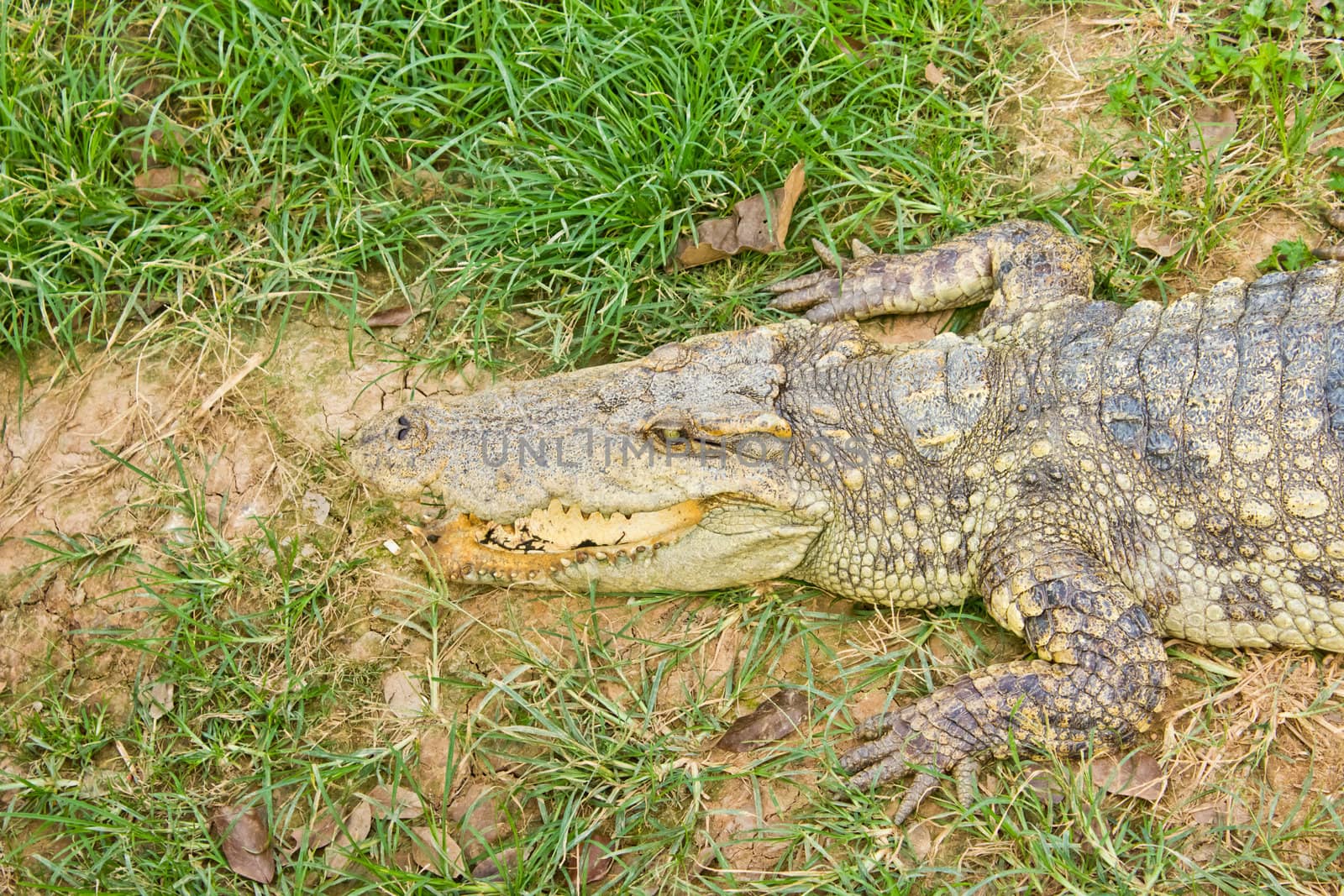 Crocodile opening the mouth resting on the grass