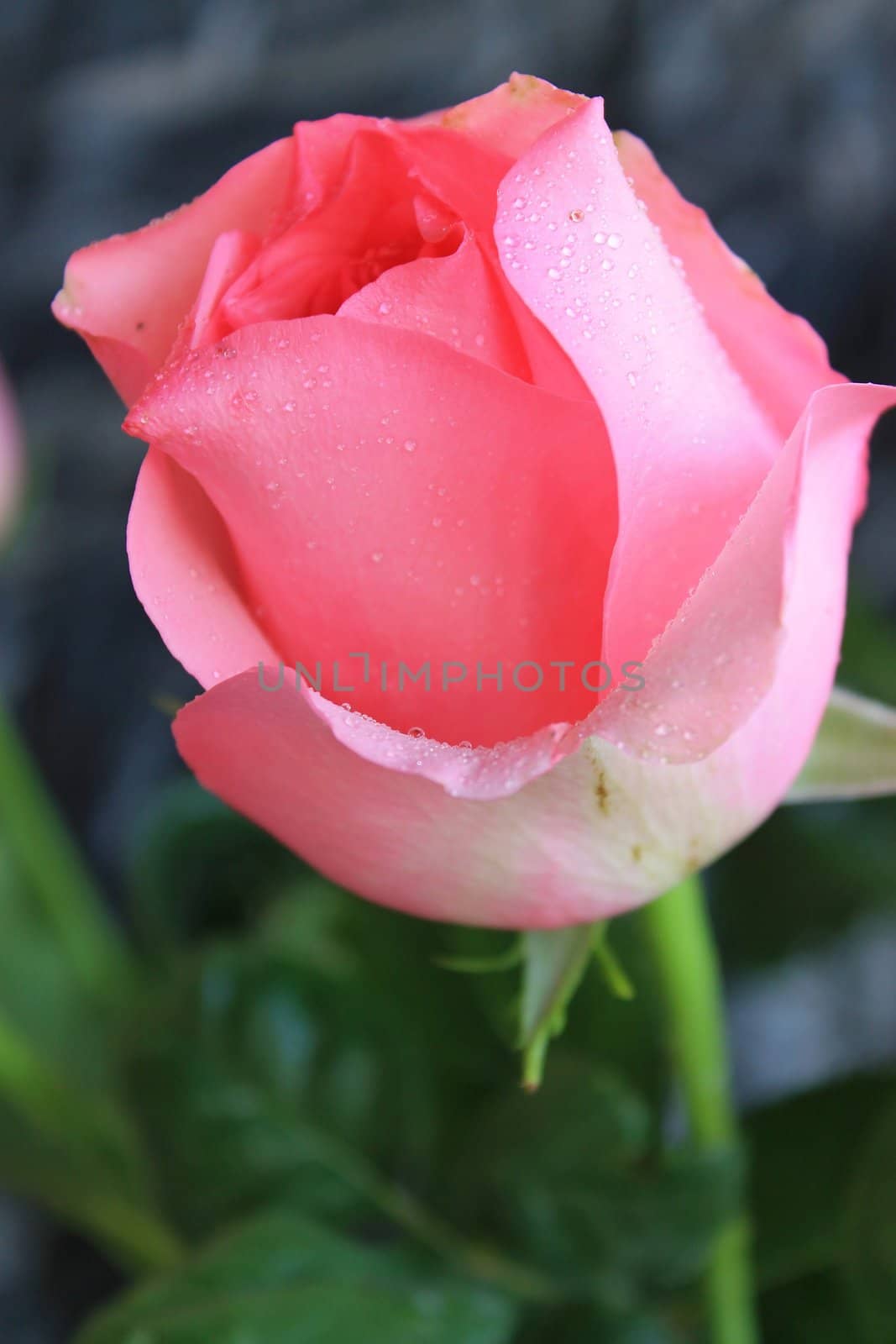 Close up of pink rose