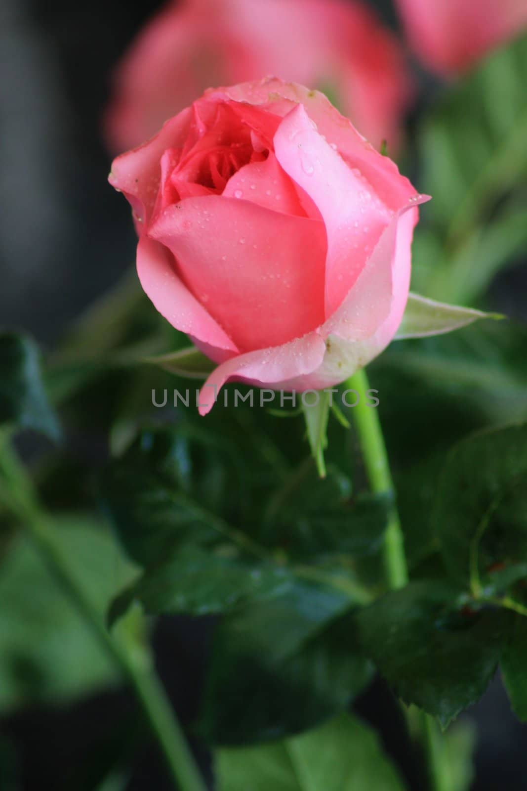 Close up of pink rose