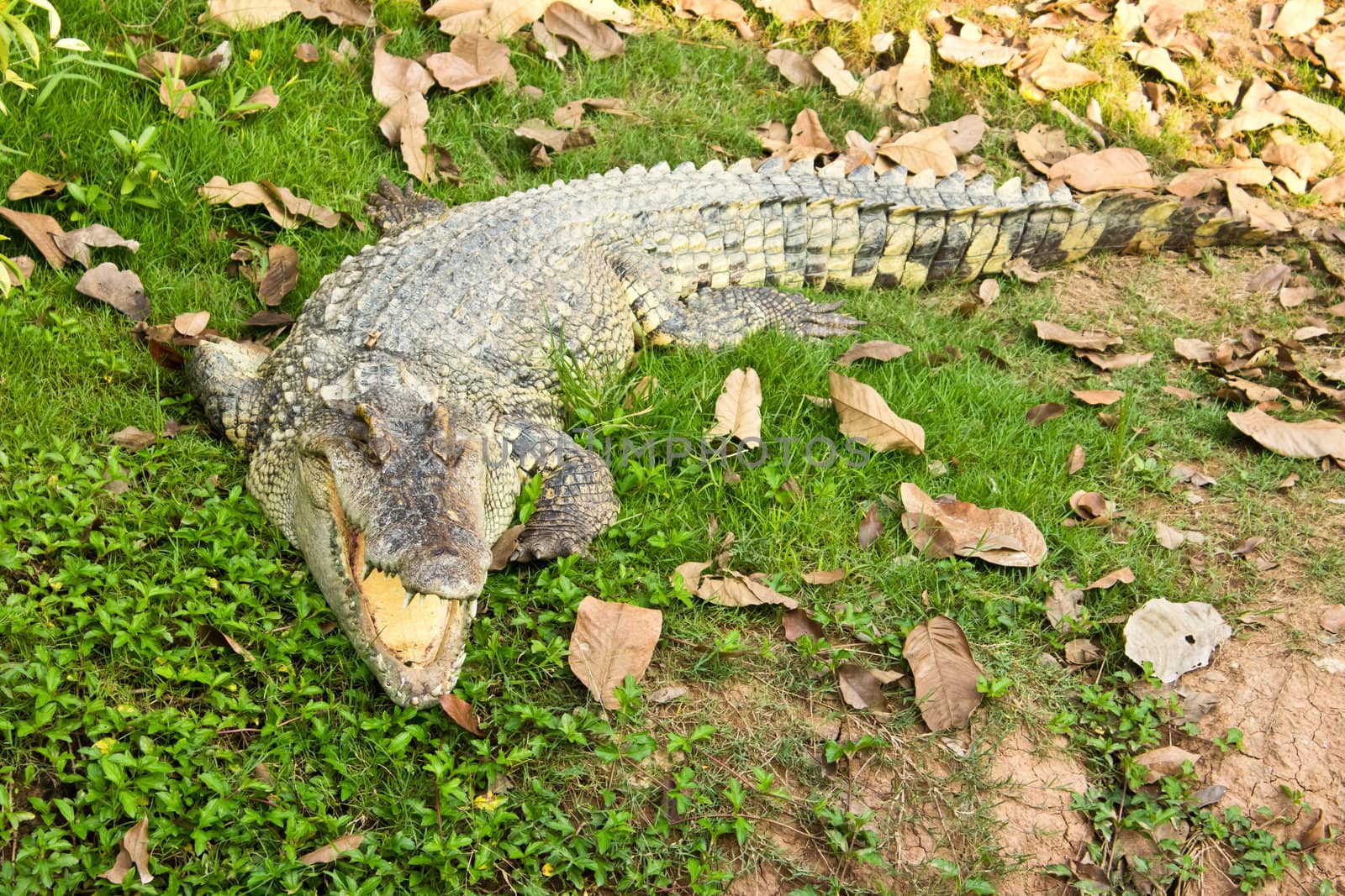Crocodile opening the mouth resting on the grass