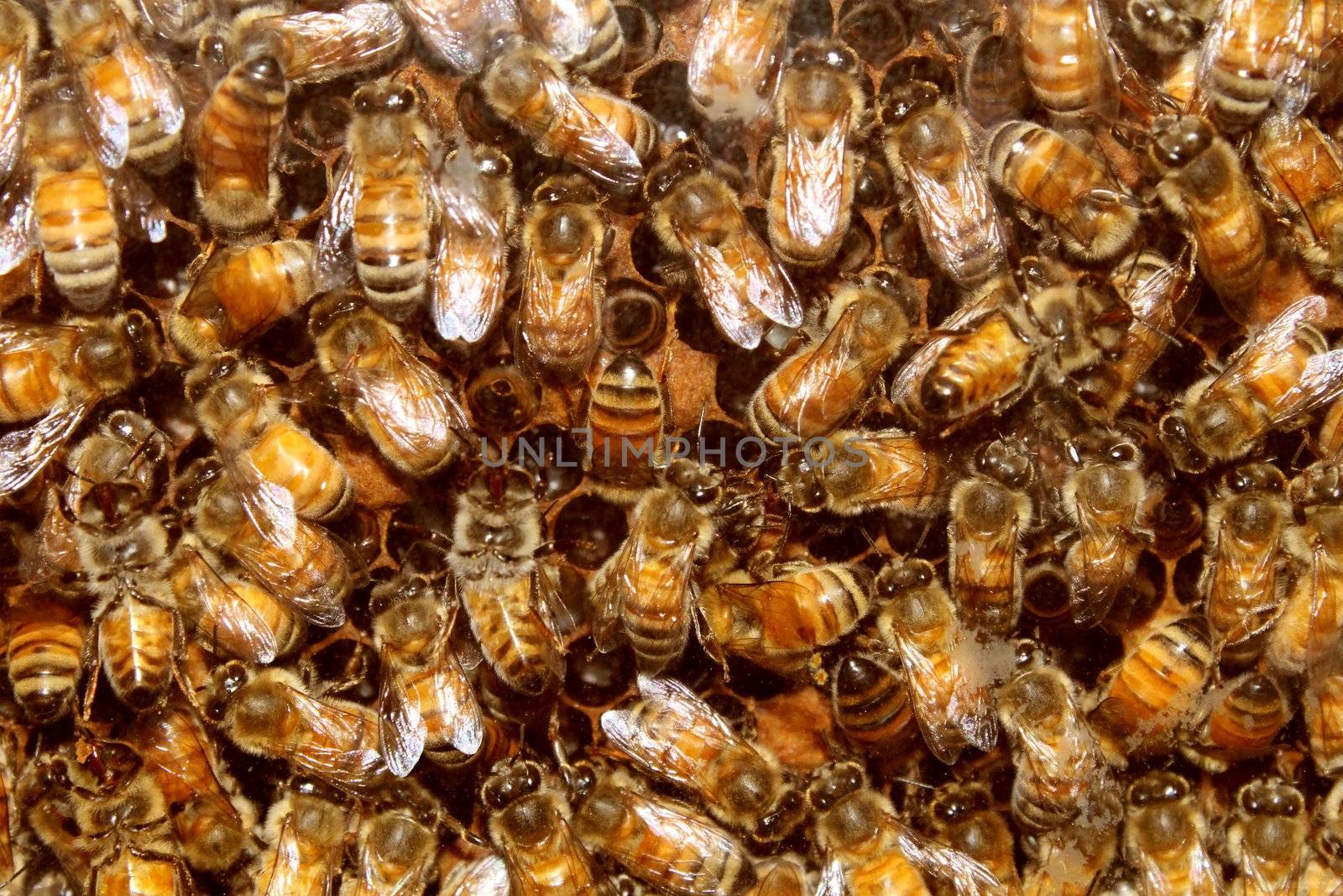 Bees in a beehive making sweet honey in the the honeycomb cell structures working together as a team of flying insects franticaly feeding the larvea as a golden yellow nature background.