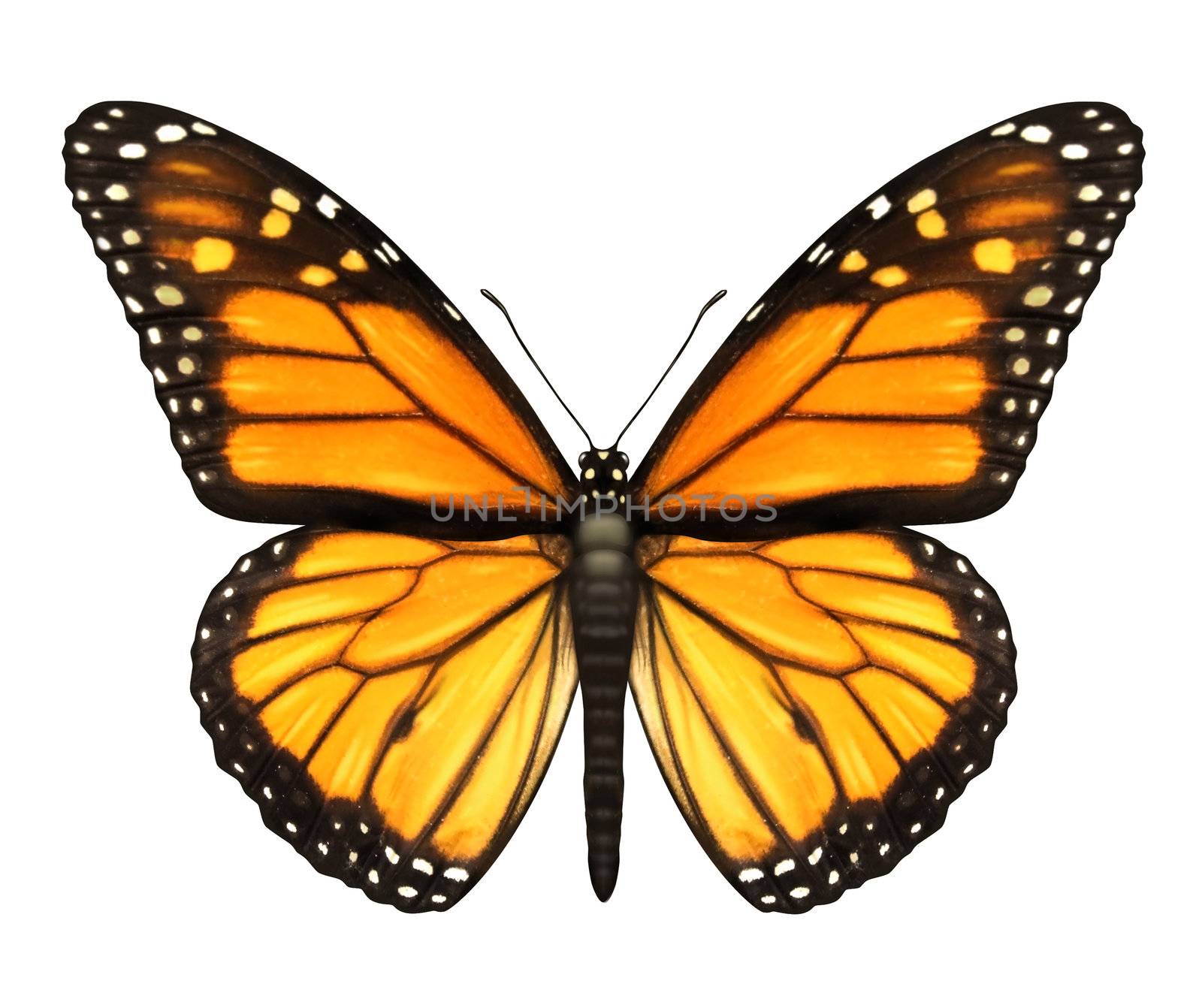 Monarch Butterfly with open wings in a top view as a flying migratory insect butterflies that represents summer and the beauty of nature.