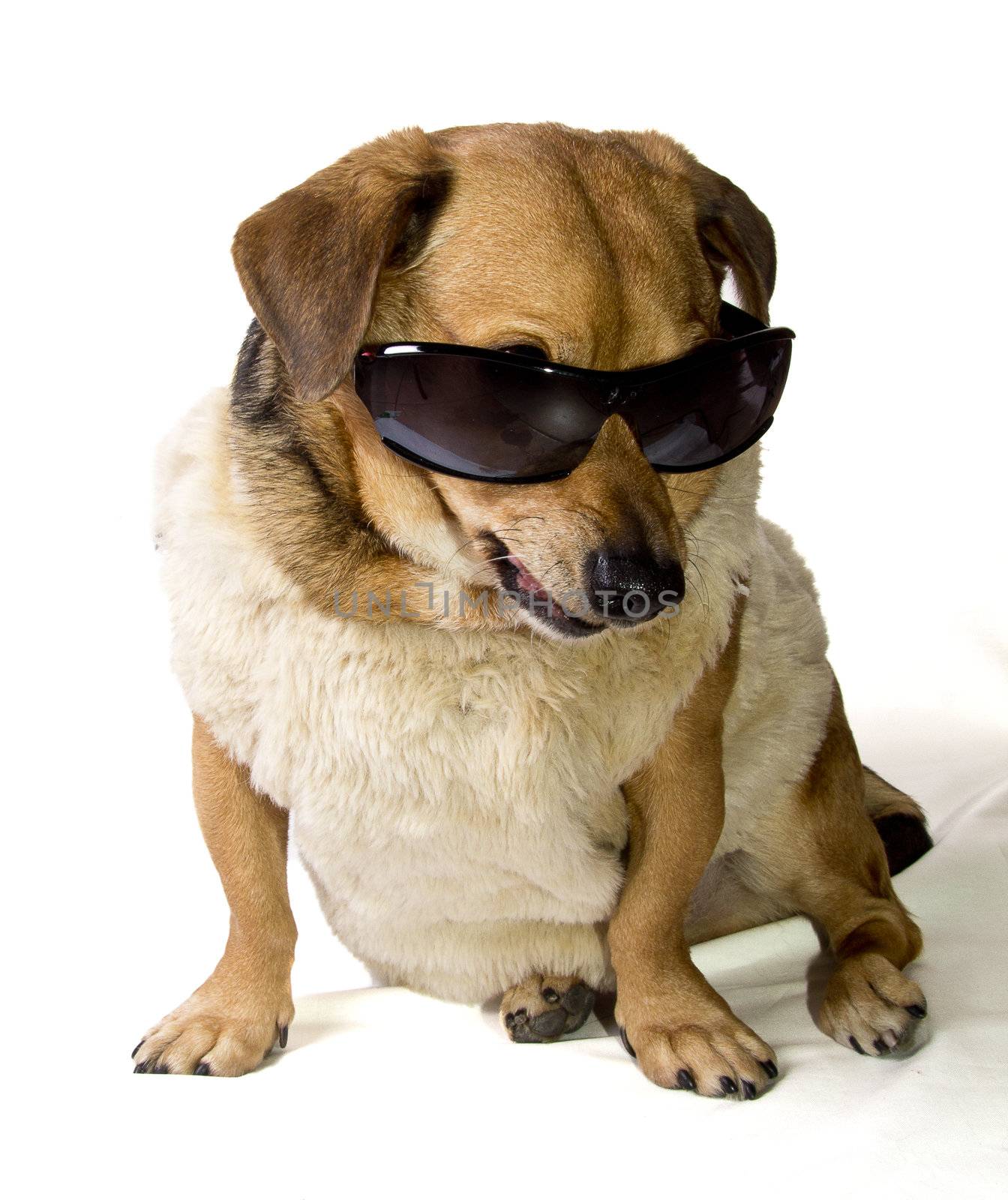 gangsta rapper dog