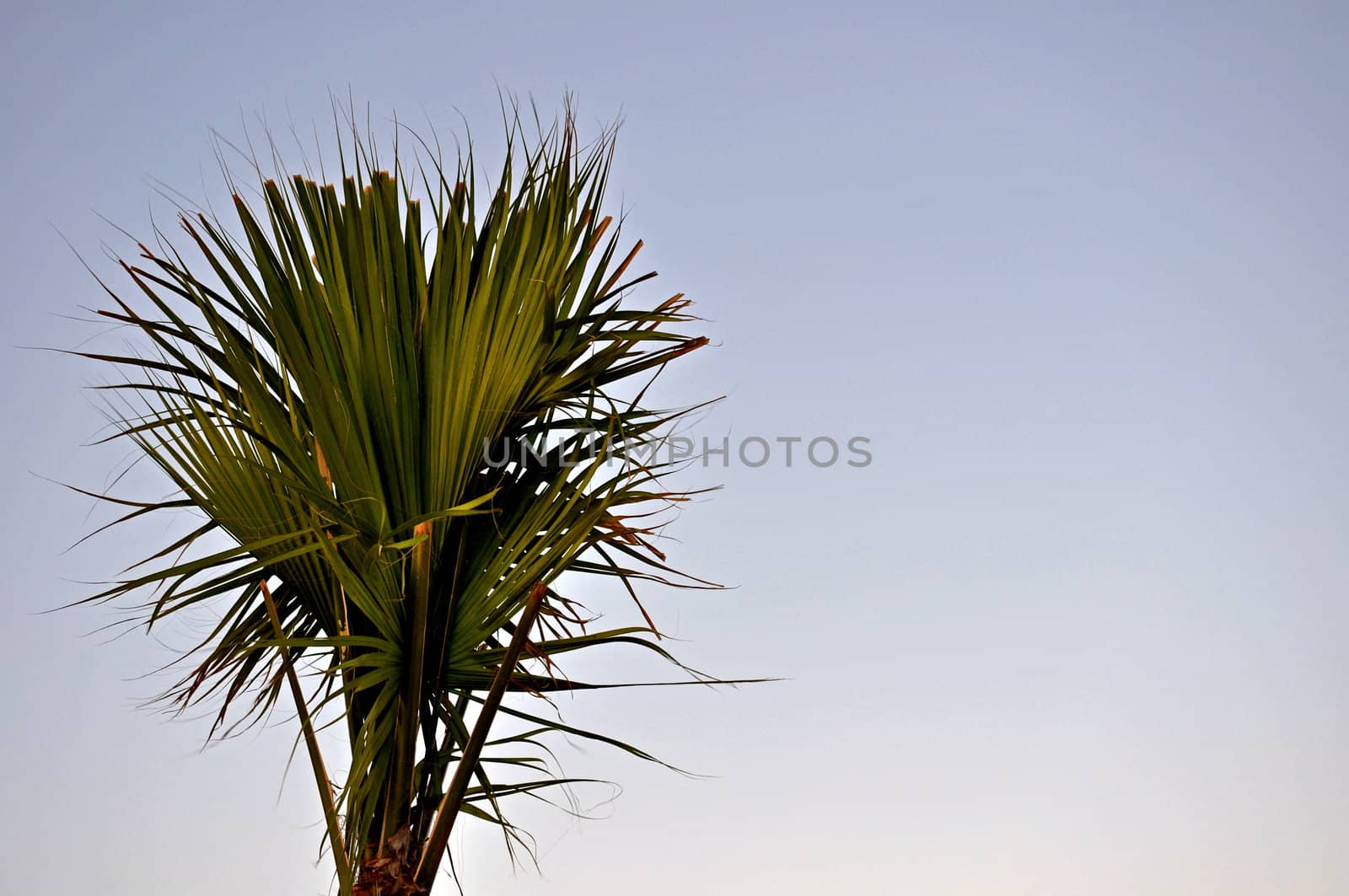 Palmetto Tree by RefocusPhoto