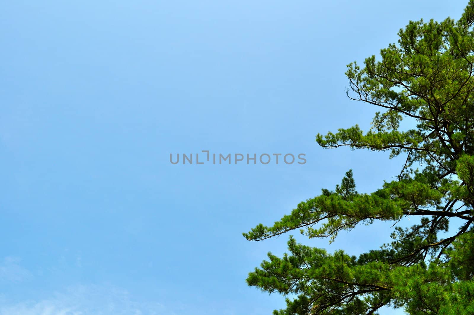 Tree and blue sky background