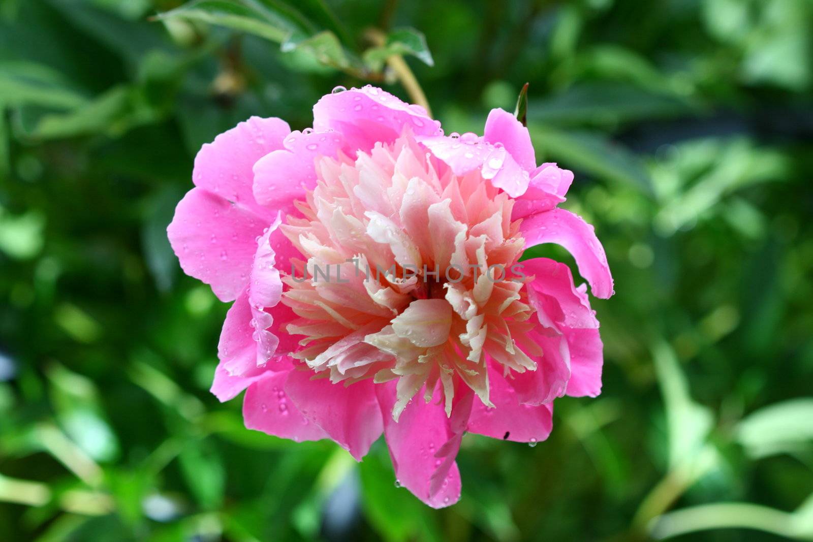 summer flower on green natural background