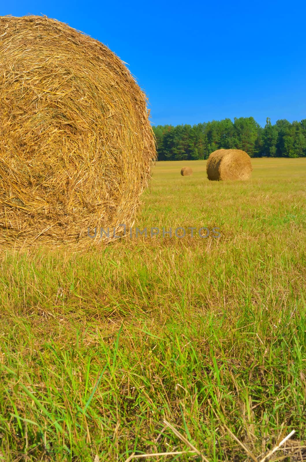 Hay by subos