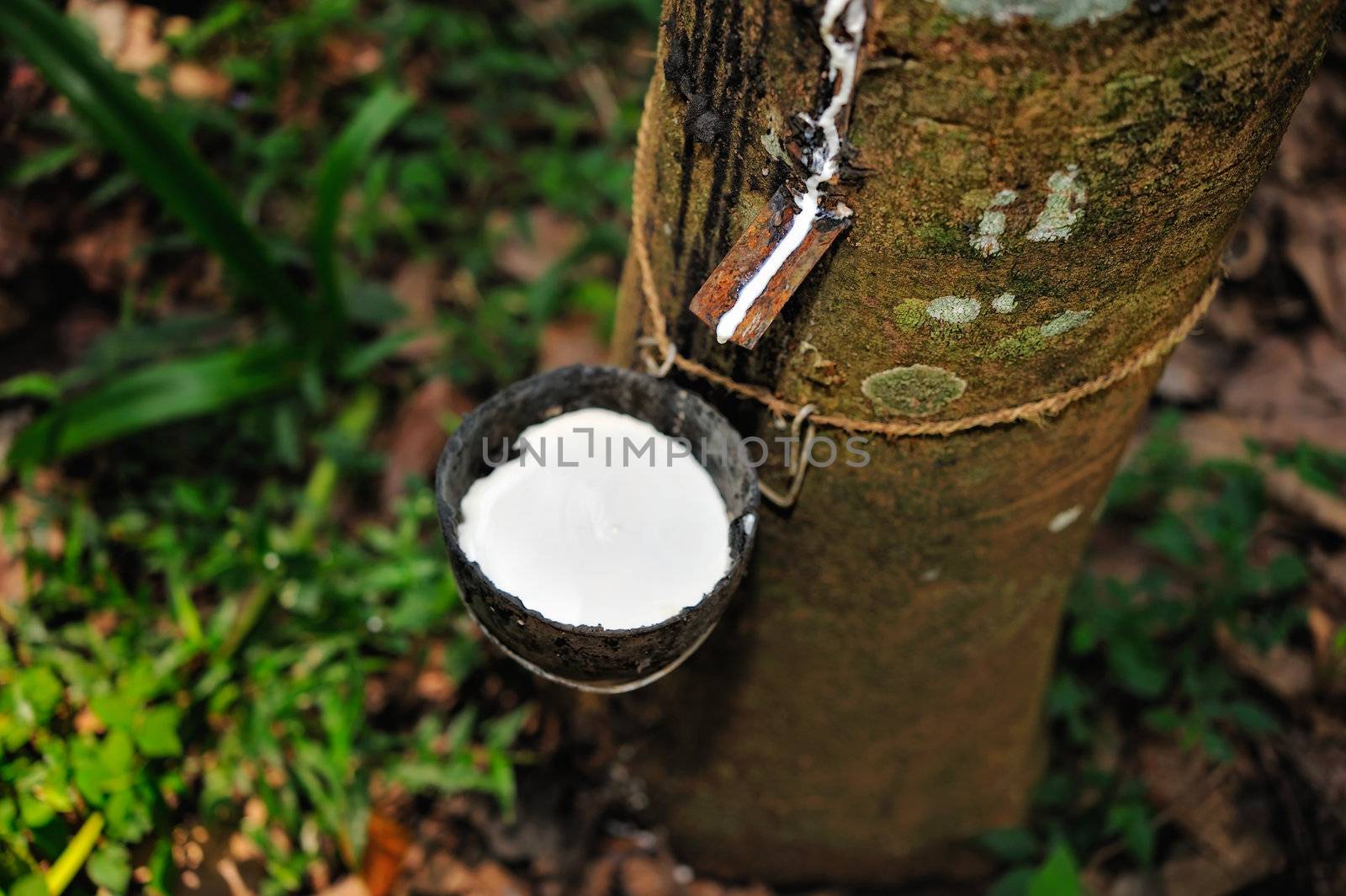An incision is made in the bark of a rubber tree, to optimise the latex yield