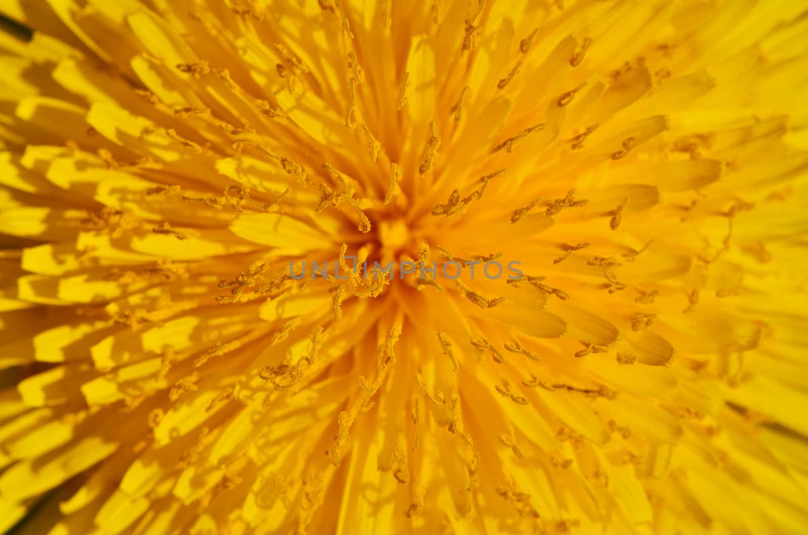 Close Up of large yellow chrysanthemum with thin petals