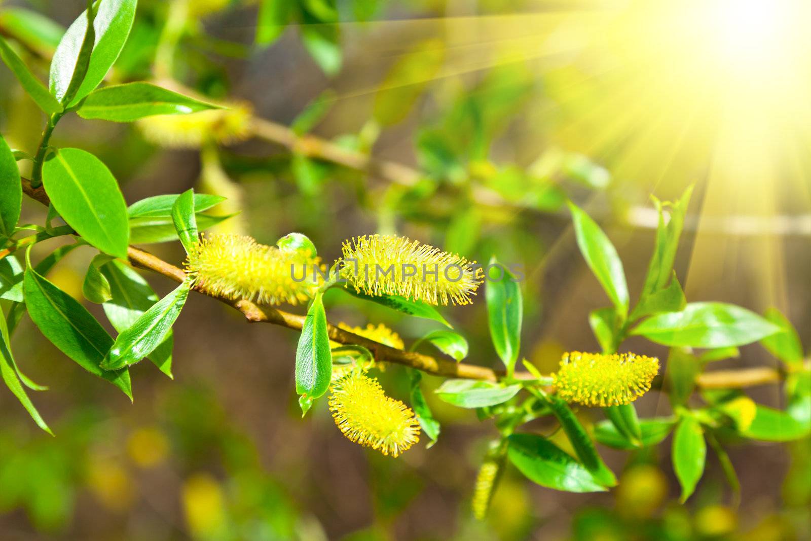 macro shot of blooming willow tree. Salix caprea. summertime
