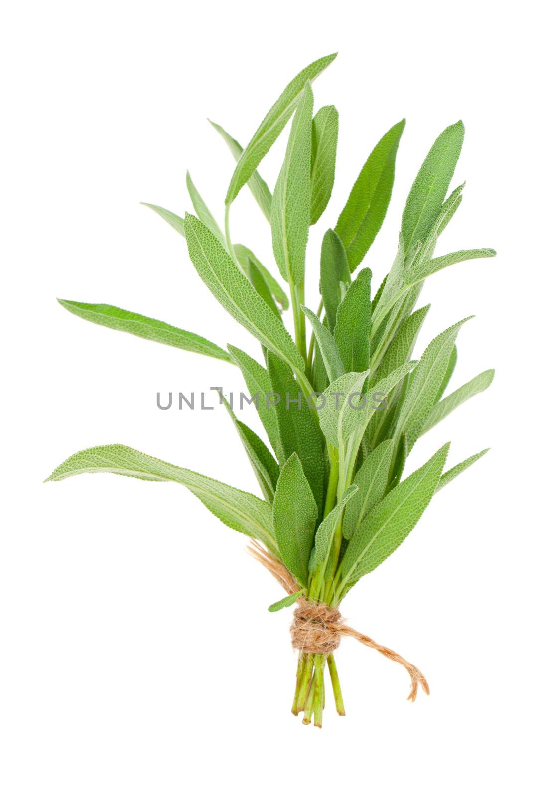 green sage plant, isolated on white background.