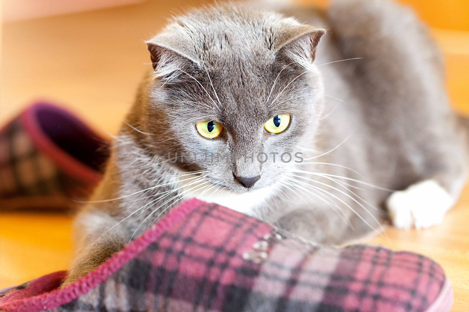 house cat playing with shoes