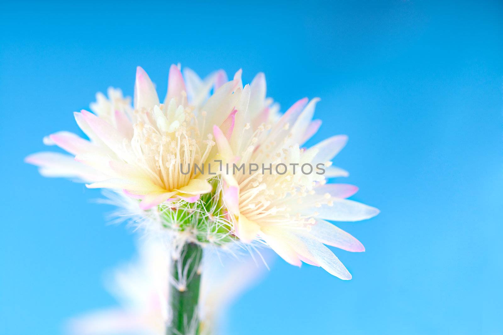 flower of rhipsalis pilocarpa - cactus, on blue background