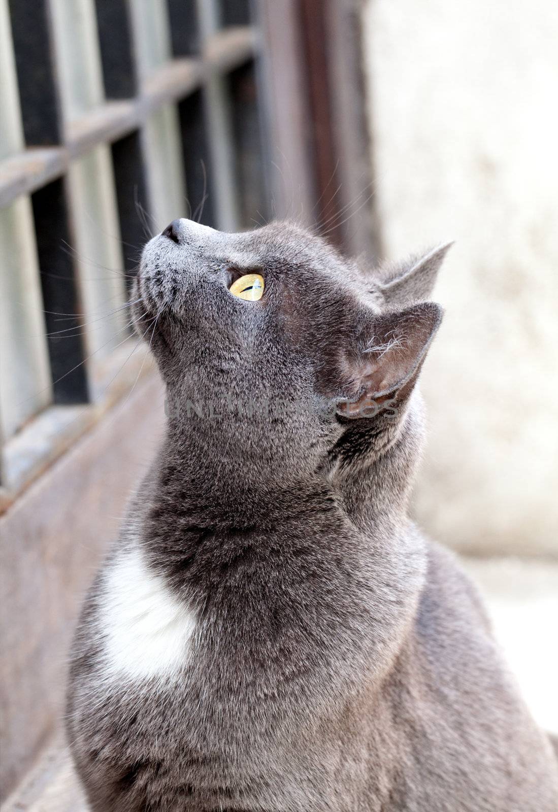 grey cat.  by motorolka
