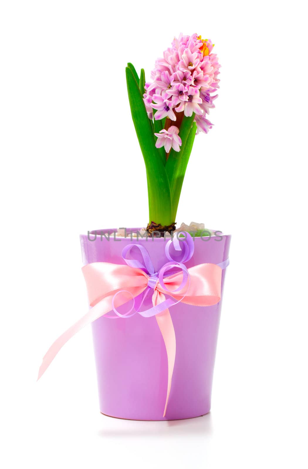 pink hyacinth flowers, isolated on white background. by motorolka