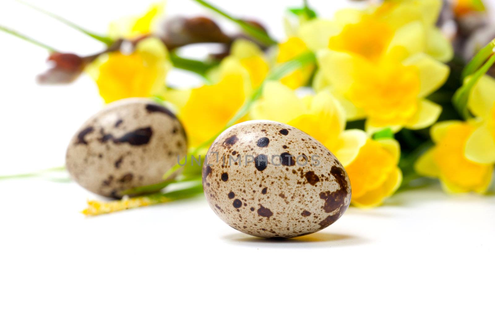 Quail eggs with flowers, isolated on white background.