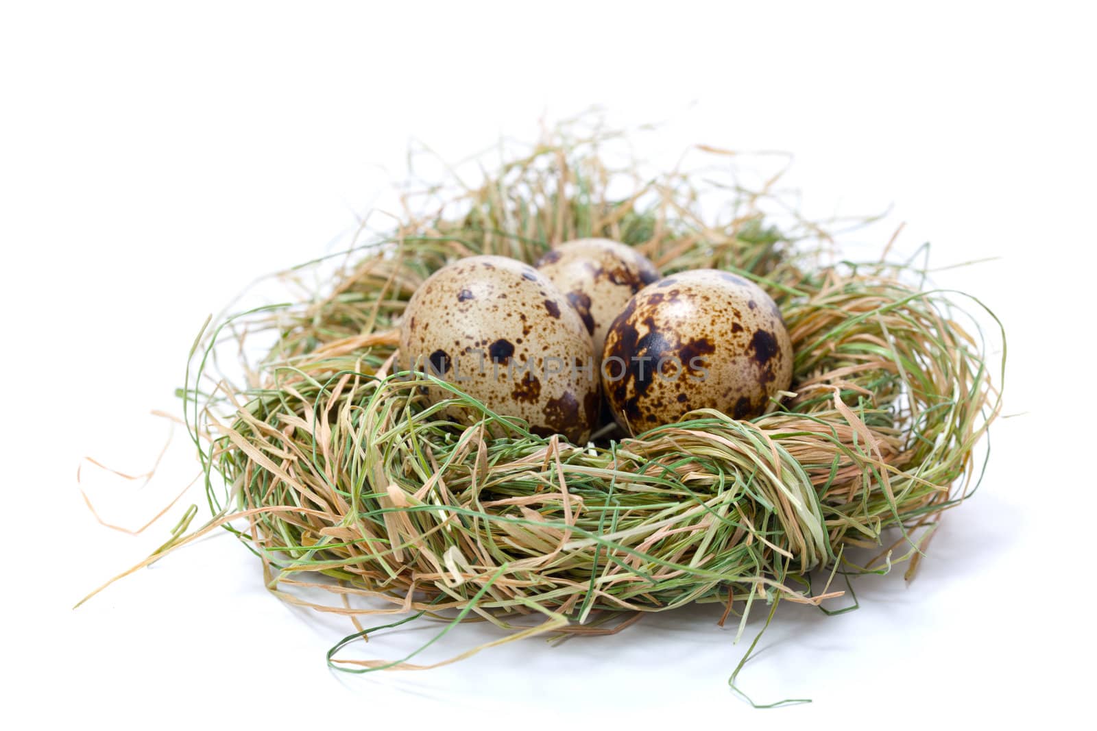 Quail eggs in nest, isolated on white background.