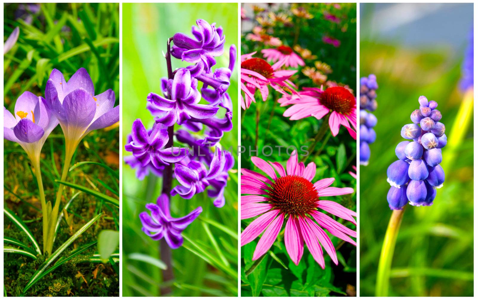 set of cone flower, crocus, Hyacinth and Bluebells flower