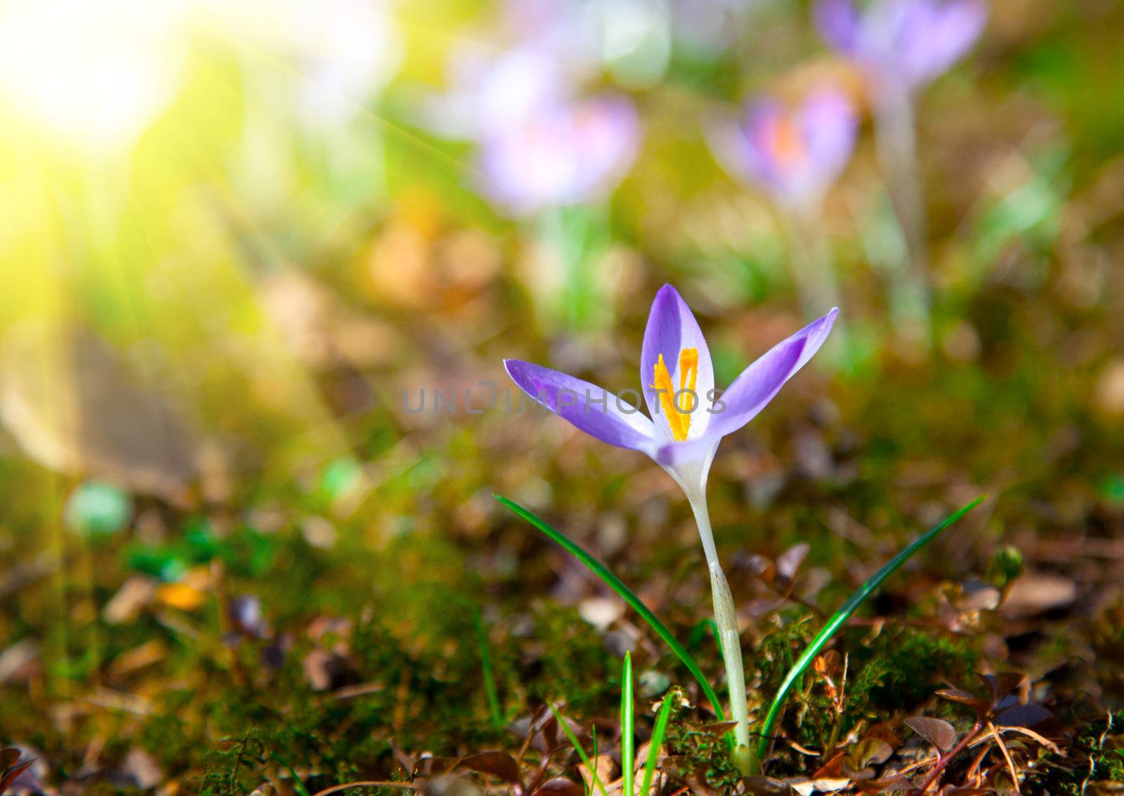 Spring purple crocus flowers with sunlight