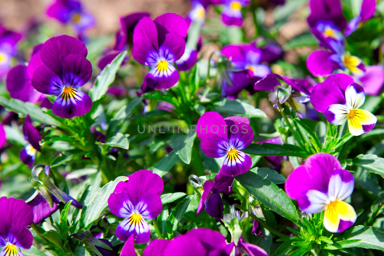 Variety of petunias
