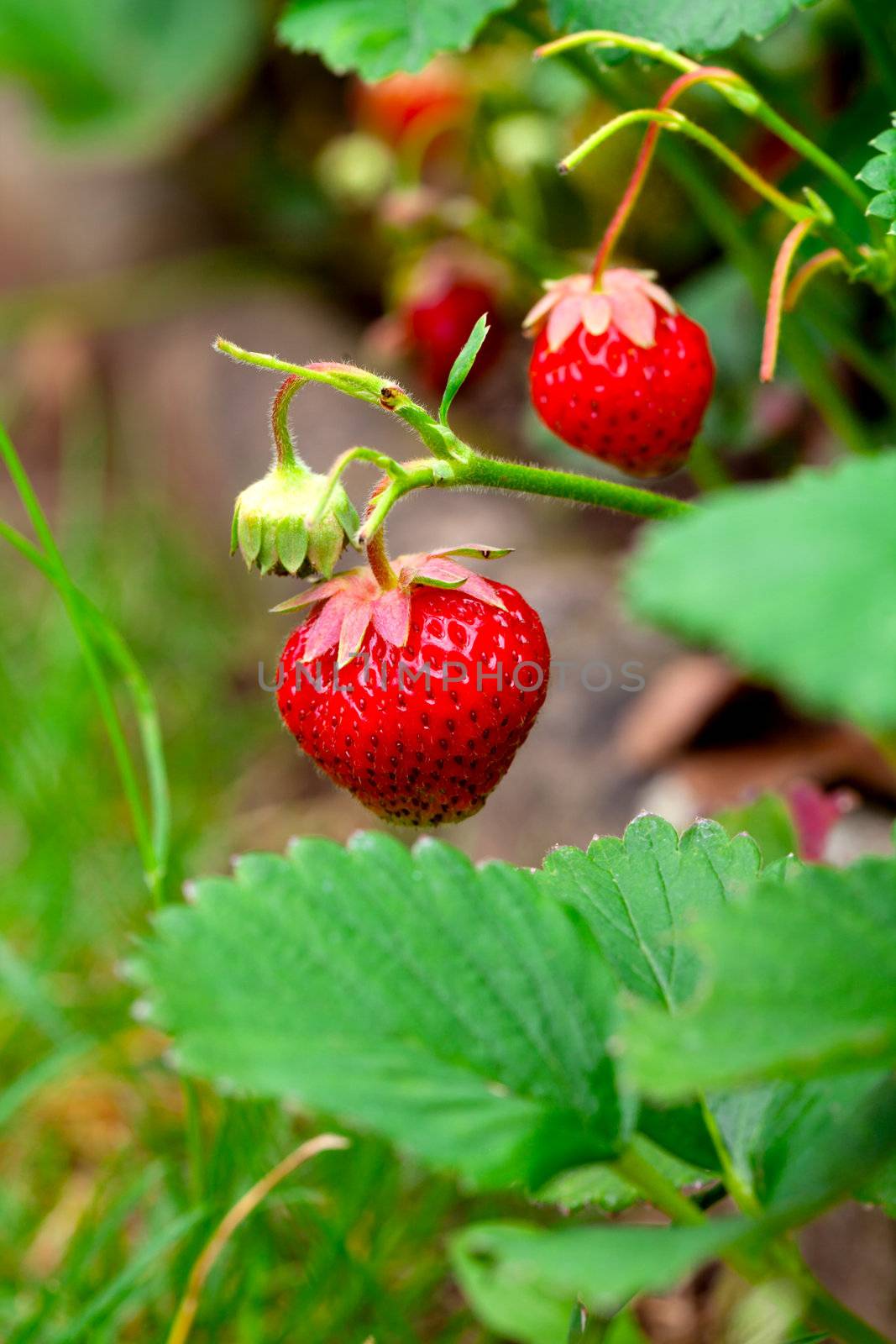 ripe strawberries in a garden