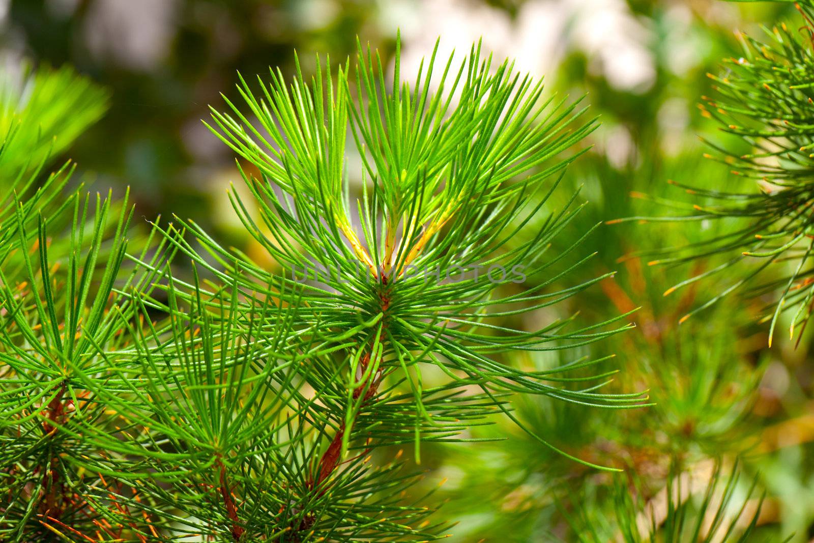 Background from conifer evergreen tree branches texture. calothamnus validus
