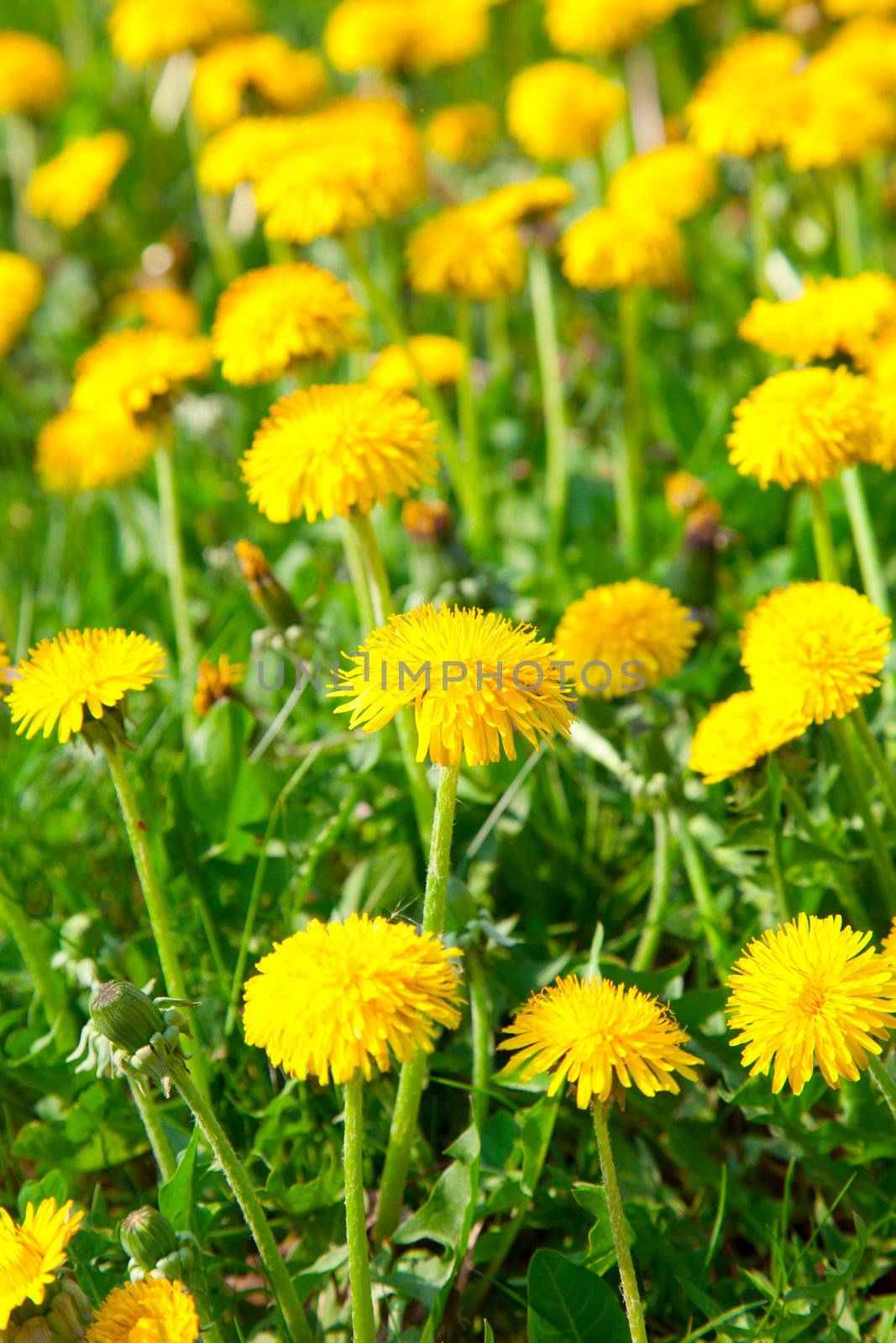 Yellow dandelion flowers, spring photo by motorolka