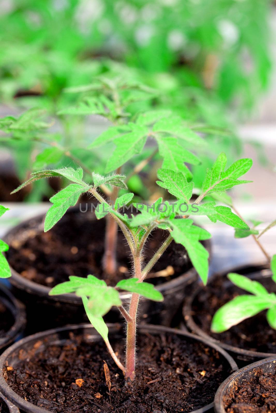 Seedlings of tomato on a white background