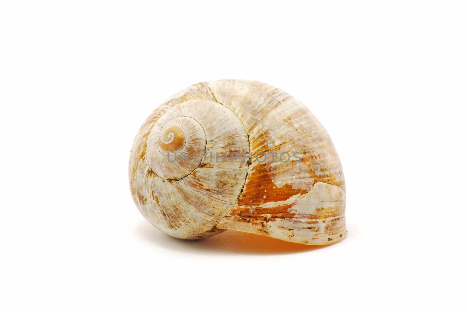 Small shell isolated on white background
