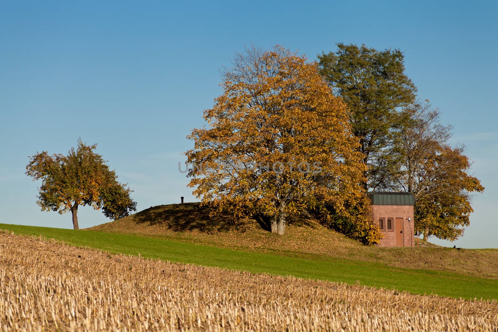 beautiful autumn landscape with blue sky and yellow tree background
