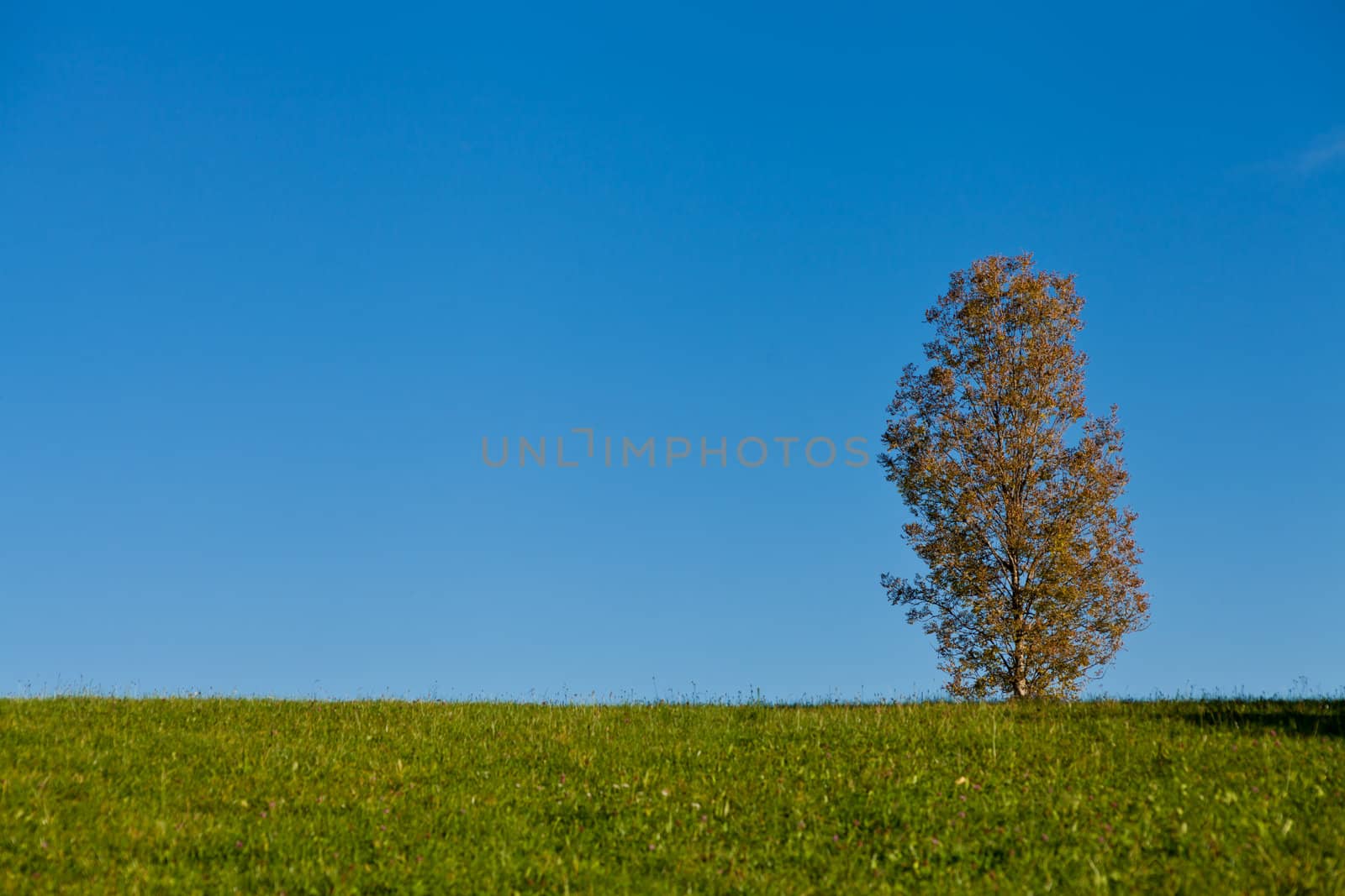 beautiful autumn landscape with blue sky and yellow tree background