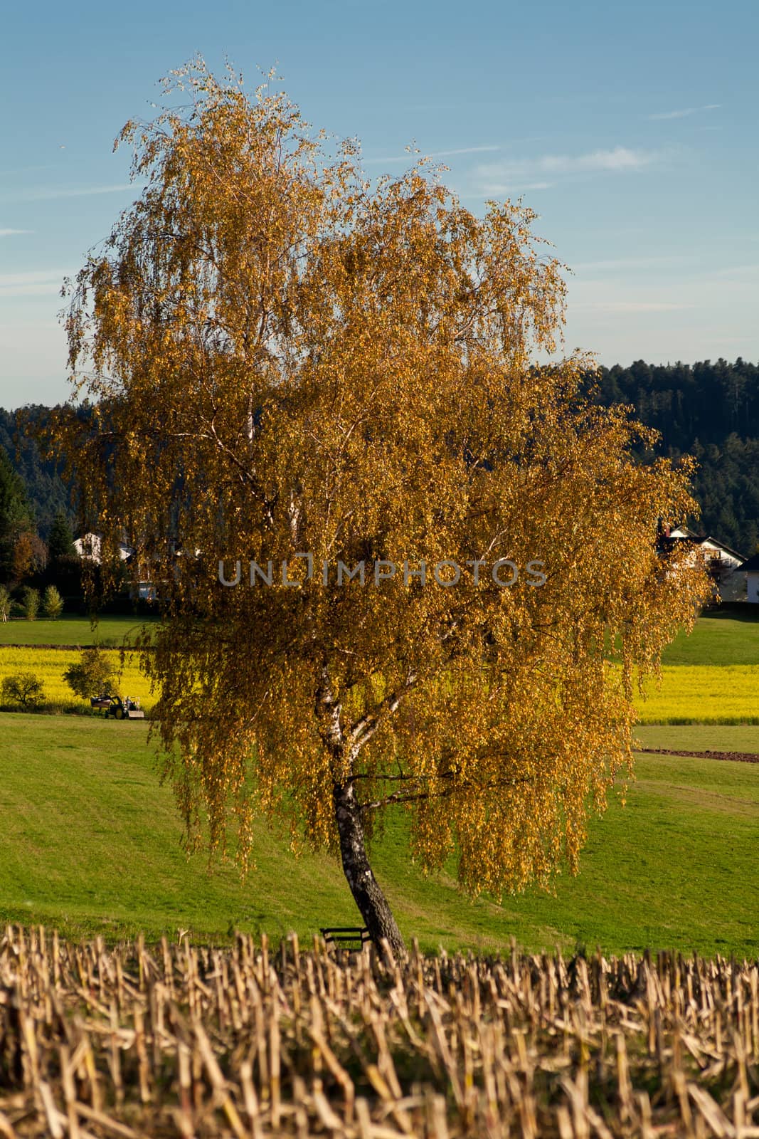beautiful autumn landscape with blue sky and yellow tree background