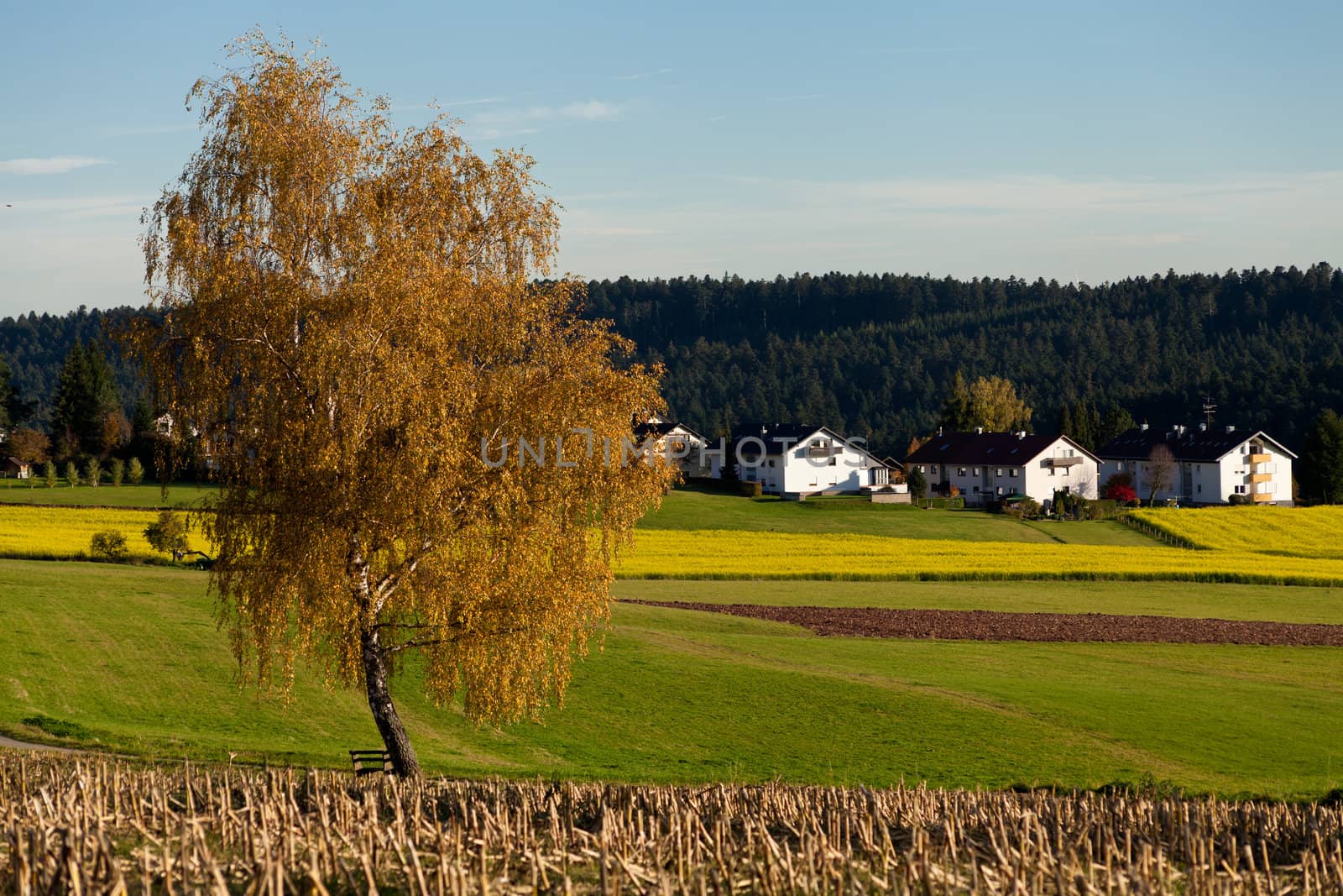 beautiful autumn landscape with blue sky and yellow tree background
