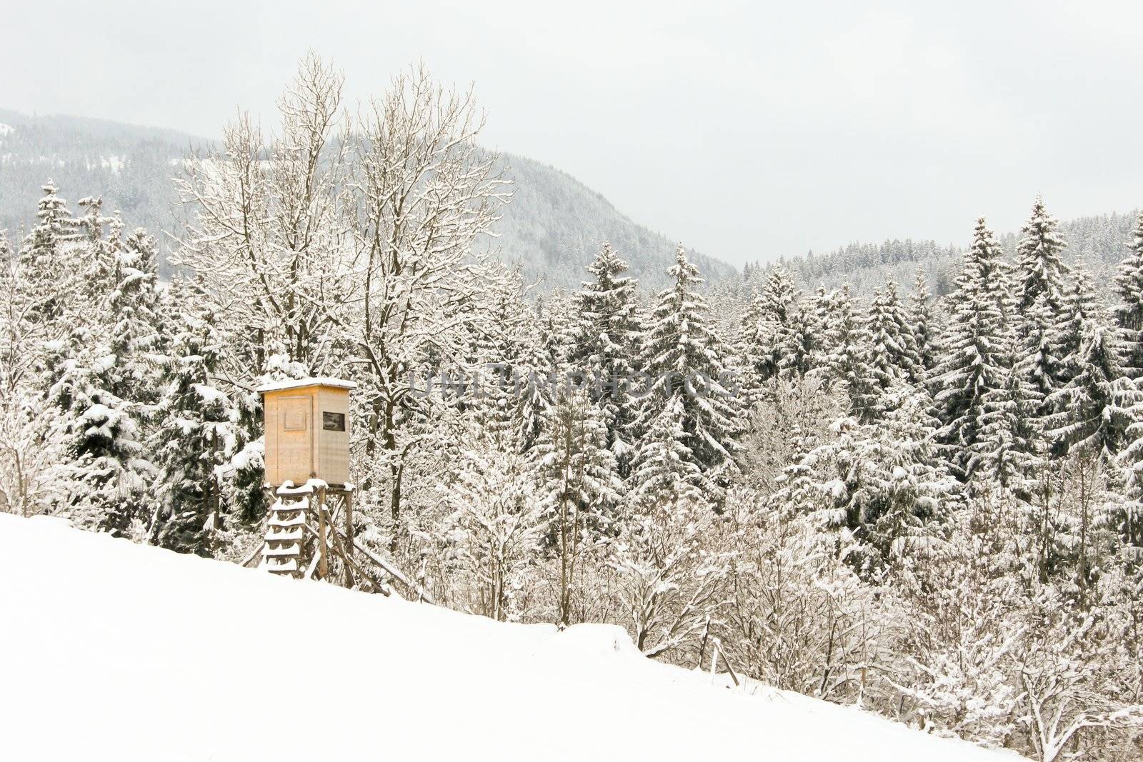 trees forest snow in winter landscape background