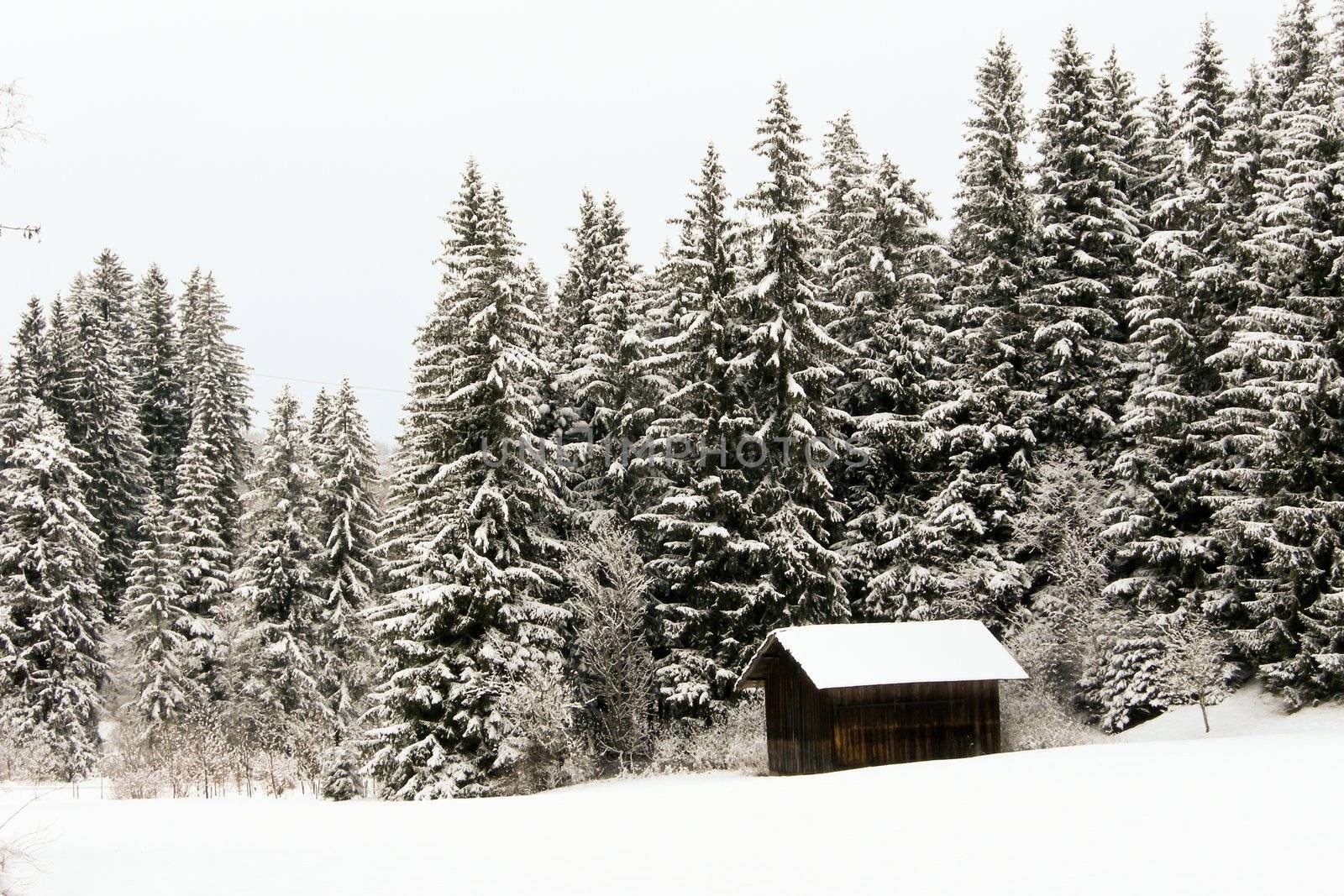 trees forest snow in winter landscape background