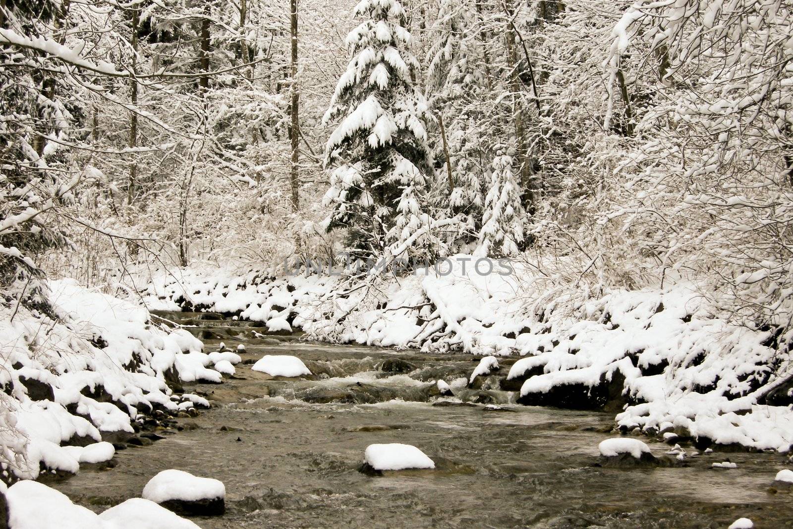 trees forest snow in winter landscape background